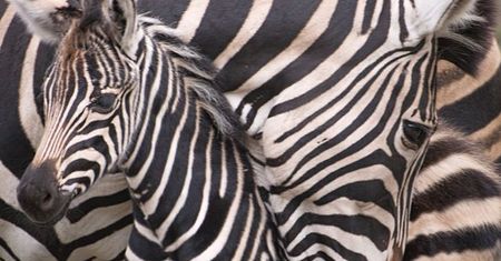 Wrocław. Koronawirus. Zebry zapraszają - dziś kolejny odcinek domowego zoo