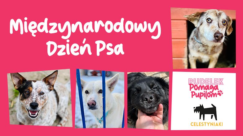 Pudelek Pomaga Pupilom