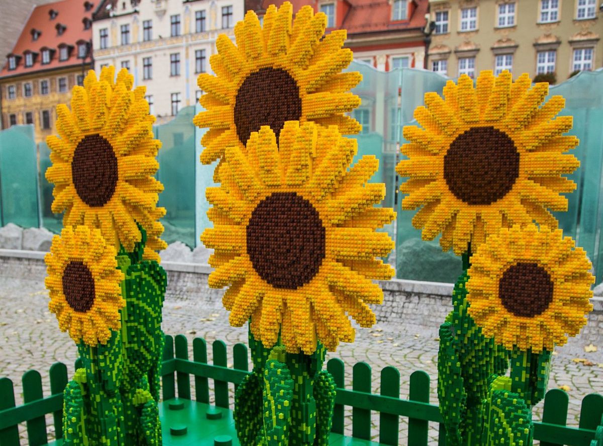 Wrocław. Dzień Życzliwości. Słoneczniki z klocków LEGO w Rynku