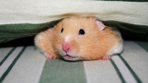 Właściciele Chomikuj.pl mają sposób na ucieczkę przed sądem? 1