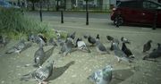 Szokująca walka z gołębiami. "Jesteśmy przerażeni". Decyzja w Niemczech