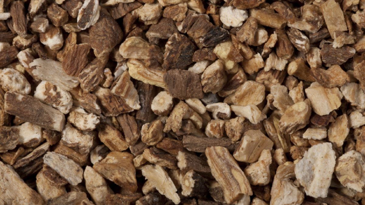 Korzeń mniszka lekarskiego na raka