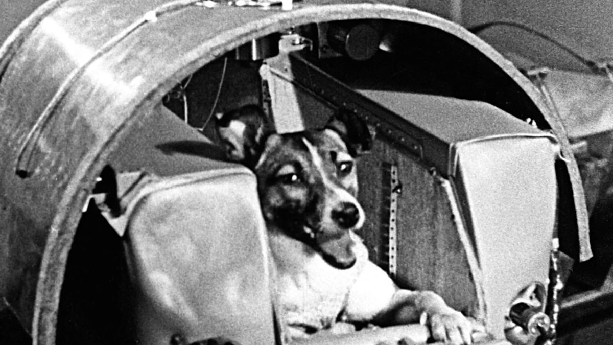 Łajka przeżyła w kosmosie maksymalnie kilka godzin