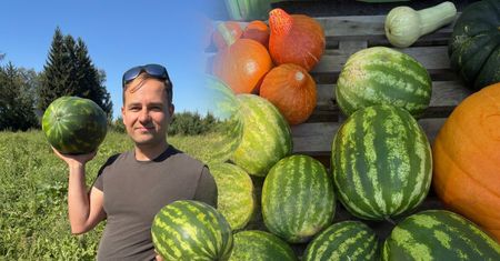 Warka na Mazowszu niczym Hiszpania. Rolnik sprzedaje arbuzy prosto z pola