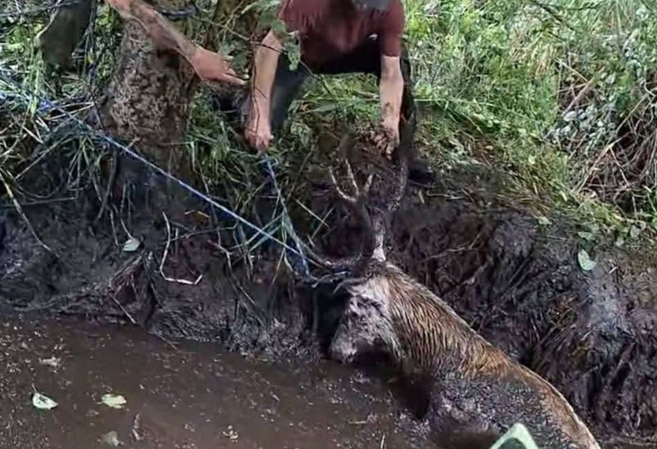 Znalazł je podczas rutynowej kontroli. Wpadły w bagienną pułapkę