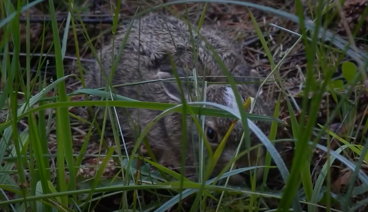 Czaił się w zaroślach. "Po prostu oddal się"