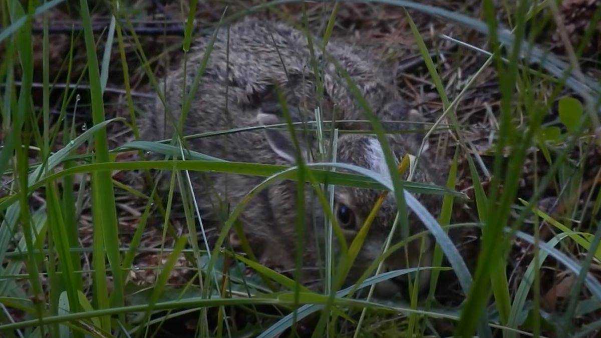 Mały zajączek skrywał się w lesie.