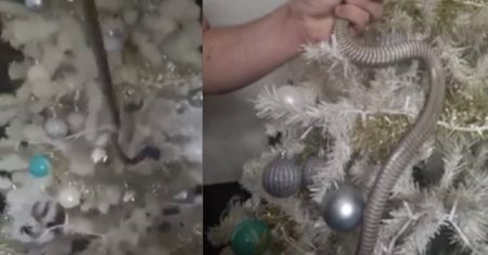 Zaczęli ubierać choinkę. Kiedy sięgnął po bombkę do pudełka, zamarł