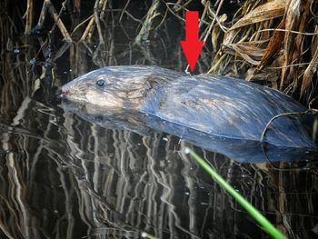 Przybył z Ameryki. Pokazali zdjęcie "wodnego szczura"