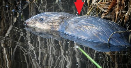 Przybył z Ameryki. Pokazali zdjęcie "wodnego szczura"