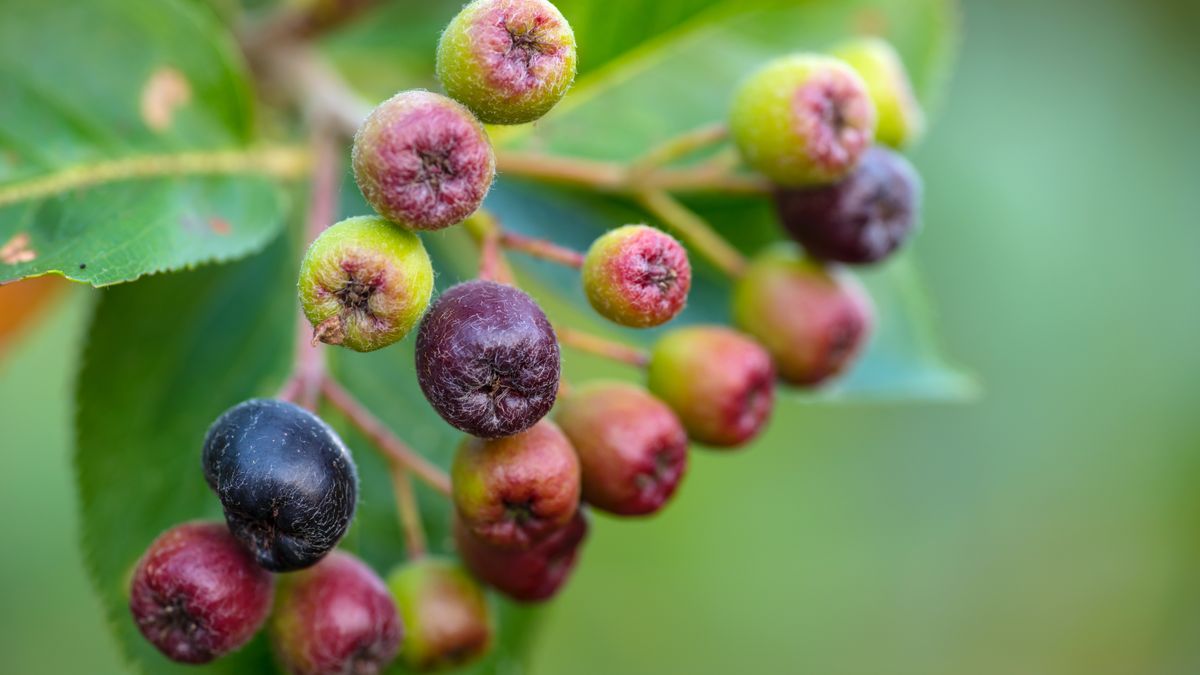 Dotkliwe przymrozki na plantacjach aronii