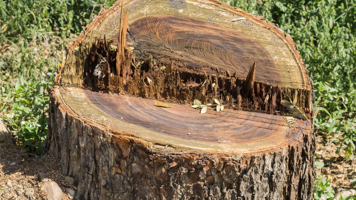 Tak pozbędziesz się pnia drzewa