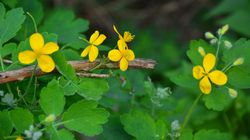 Glistnik jaskółcze ziele i jego właściwości zdrowotne