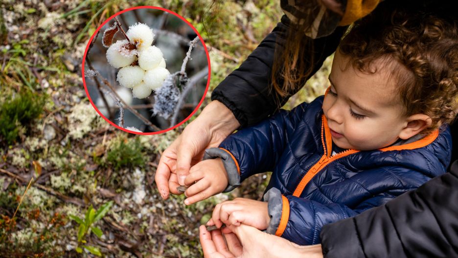 Śnieguliczka ma trujące owoce
