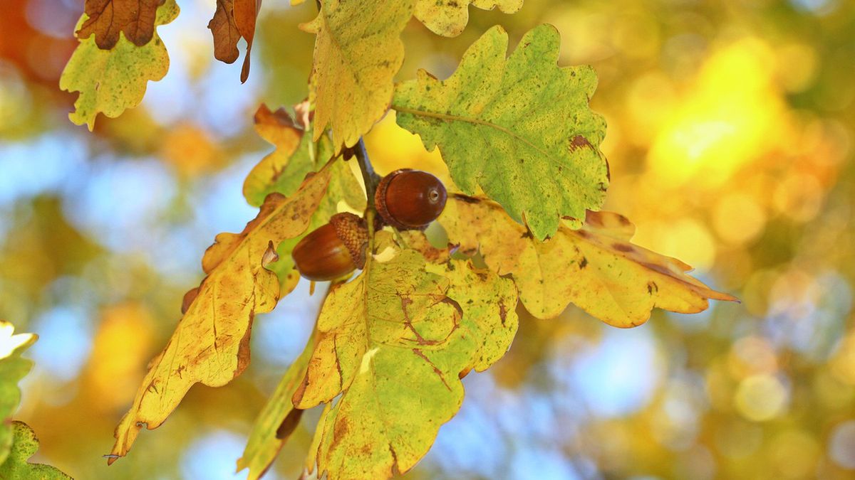Podczas jesiennych spacerów warto patrzeć pod nogi!