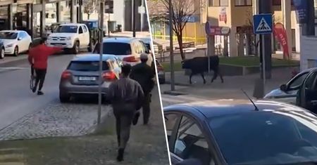 Krowa na gigancie. Chaos i obława na ulicach Portugalii