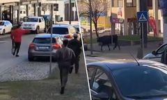 Krowa na gigancie. Chaos i obława na ulicach Portugalii