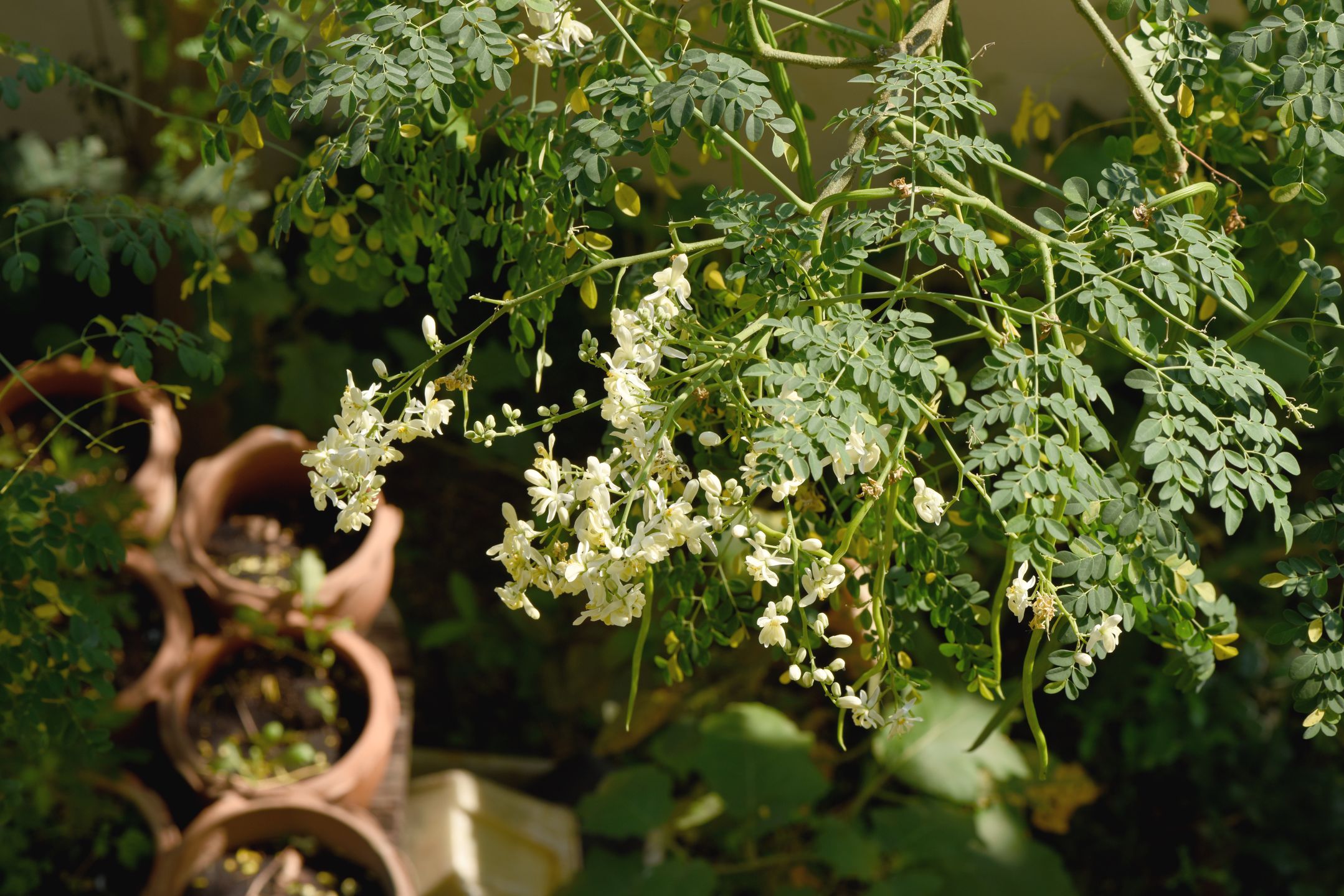 Moringa oleifera