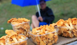 Kurki na wagę złota. Są drogie jak czereśnie