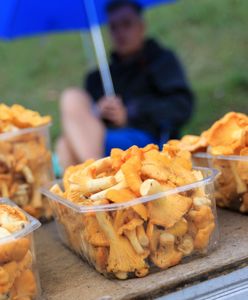 Kurki na wagę złota. Są drogie jak czereśnie