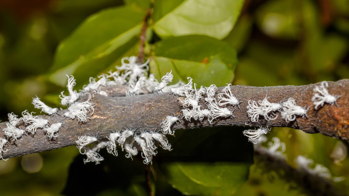Biały skoczek sieje spustoszenie w ogrodach i sadach