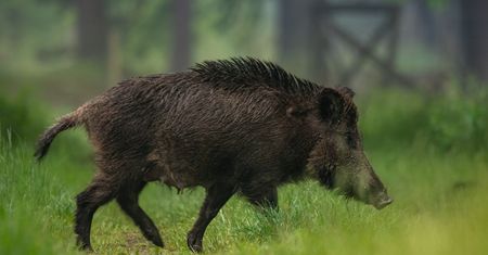 Dzik wbiegł do salonu kosmetycznego w Krakowie. "Został odłowiony"