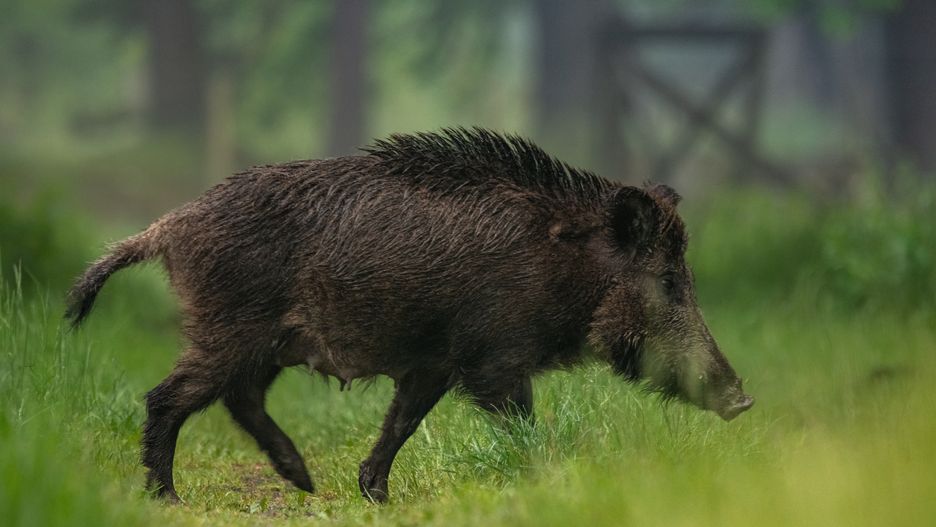 Dzik (zdjęcie ilustracyjne) 