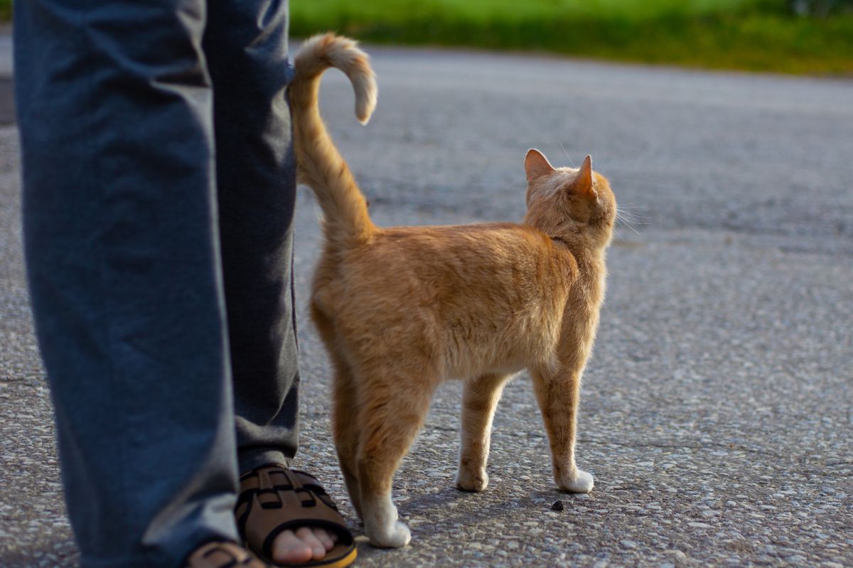 Kot macha ogonem? Nie robi tego bez powodu
