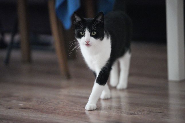135 mm, 1/2500 s, f/1.8, ISO 12800