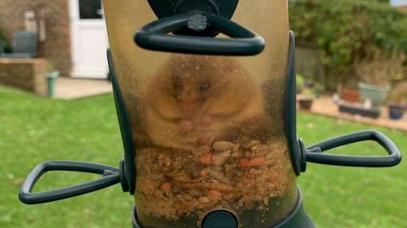 Orzesznica utknęła w karmniku dla ptaków