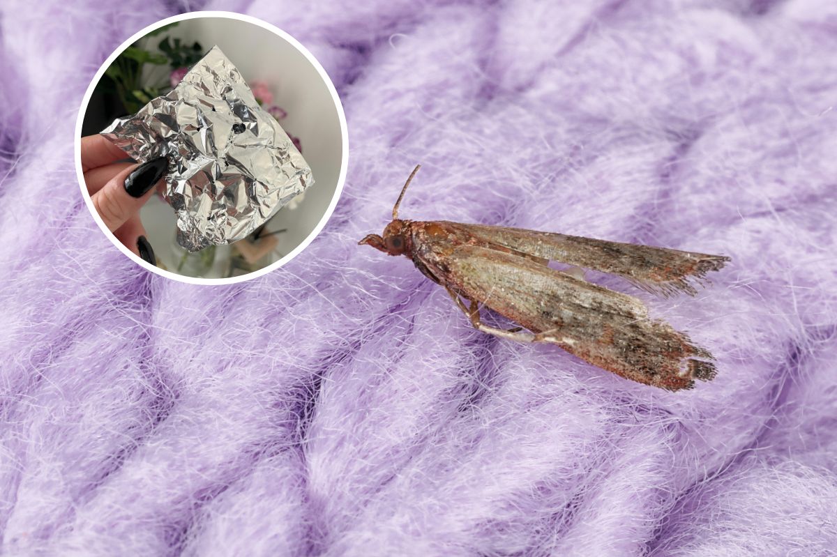 Fend off moths with this simple, homemade lavender trick