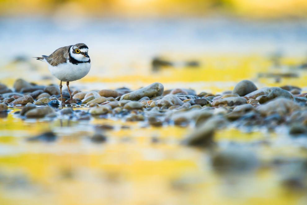 Poznaj zwycięskie zdjęcia wyłonione w konkursie Bird Photographer of The Year 2016 11