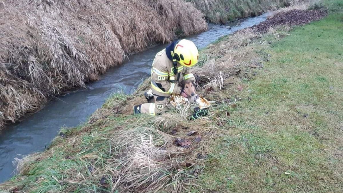 Strażacy uratowali tonącego psa 