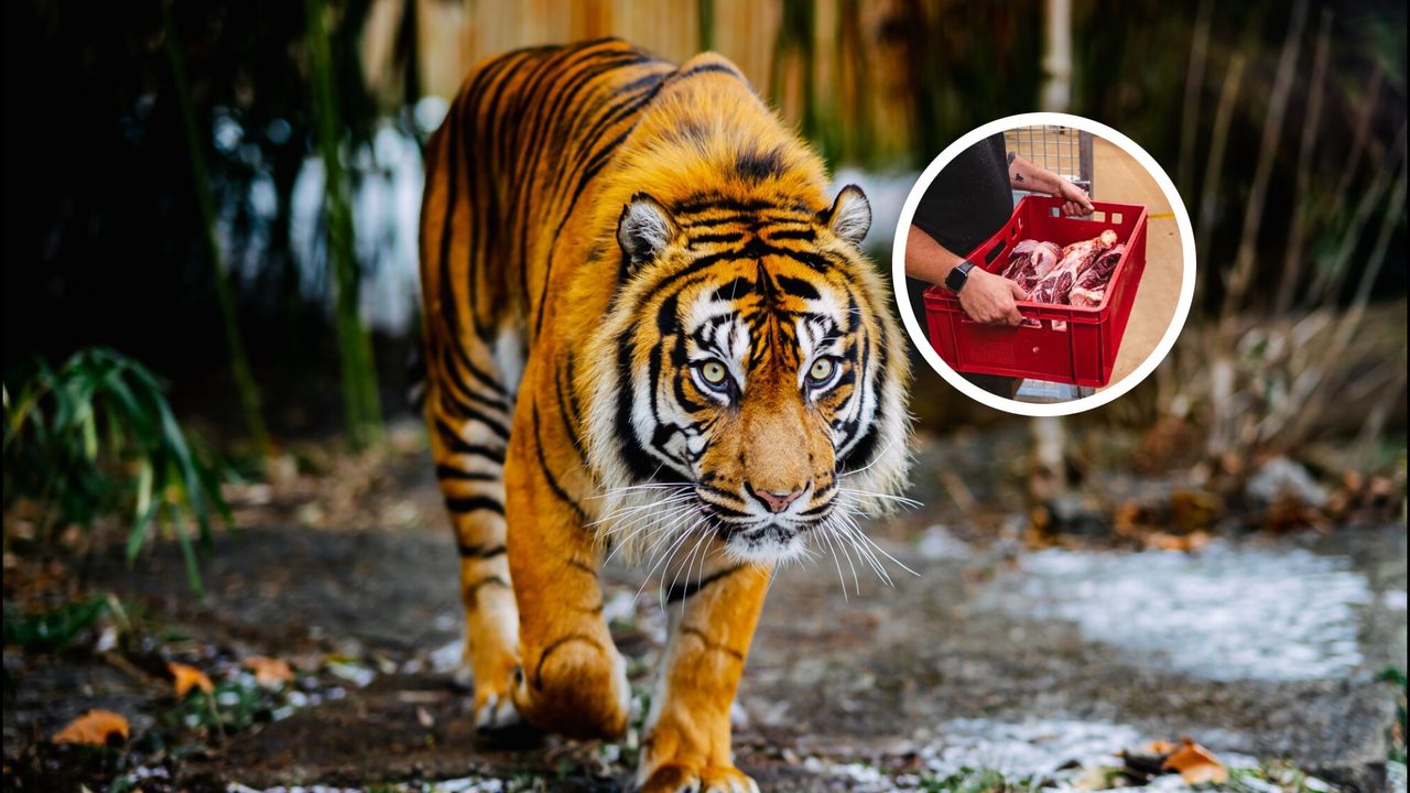 Szukają ludzi do pracy w zoo. Tyle płacą za karmienie tygrysów
