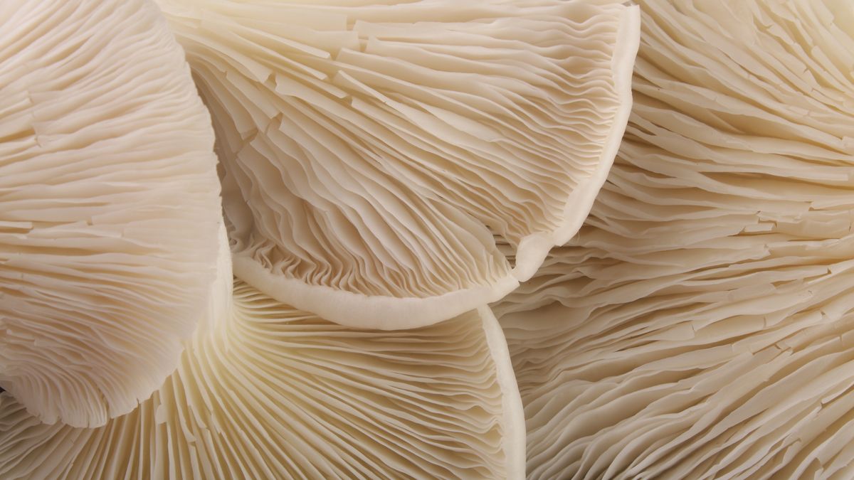 Boczniaki nie są trudne w uprawie