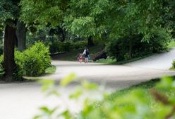 Wrocław. Miasto coraz bardziej zielone. Będą nasadzenia drzew w nowych miejscach