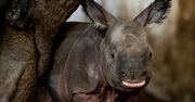 Wrocław. Narodziny nosorożca w ZOO. Mama nie odstępuje małej na krok