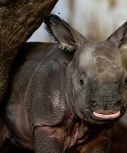 Wrocław. Narodziny nosorożca w ZOO. Mama nie odstępuje małej na krok