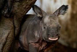 Wrocław. Narodziny nosorożca w ZOO. Mama nie odstępuje małej na krok