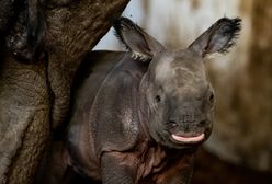 Wrocław. Narodziny nosorożca w ZOO. Mama nie odstępuje małej na krok