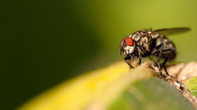 Dlaczego tak trudno zabić muchę? [wideo] 1