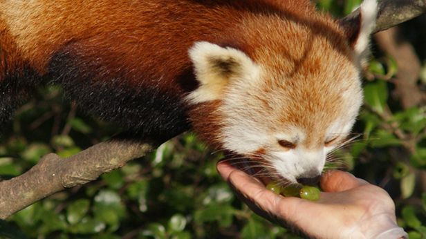 W skrócie: Kosmiczna kanapka, cenny mural Banksy'ego, Firefox 19 z przeglądarką PDF 1