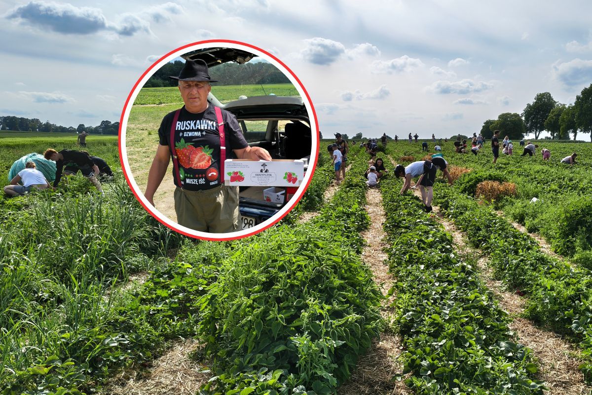 Byliśmy na samozbiorach. Tłumy na plantacji. Rolnik: tylko 17 zł/kg