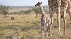 Walka lwicy z żyrafą o młode. Zaskakujący finał nagrania z rezerwatu w Kenii