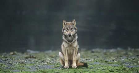 Niesamowite. Wilk Gustaw przeszedł 10 tys. kilometrów. Już nie jest sam
