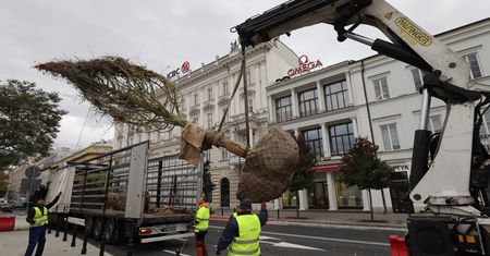 W Warszawie sadzą drzewa z Niemiec. Koszt jednego to 14 tys. zł