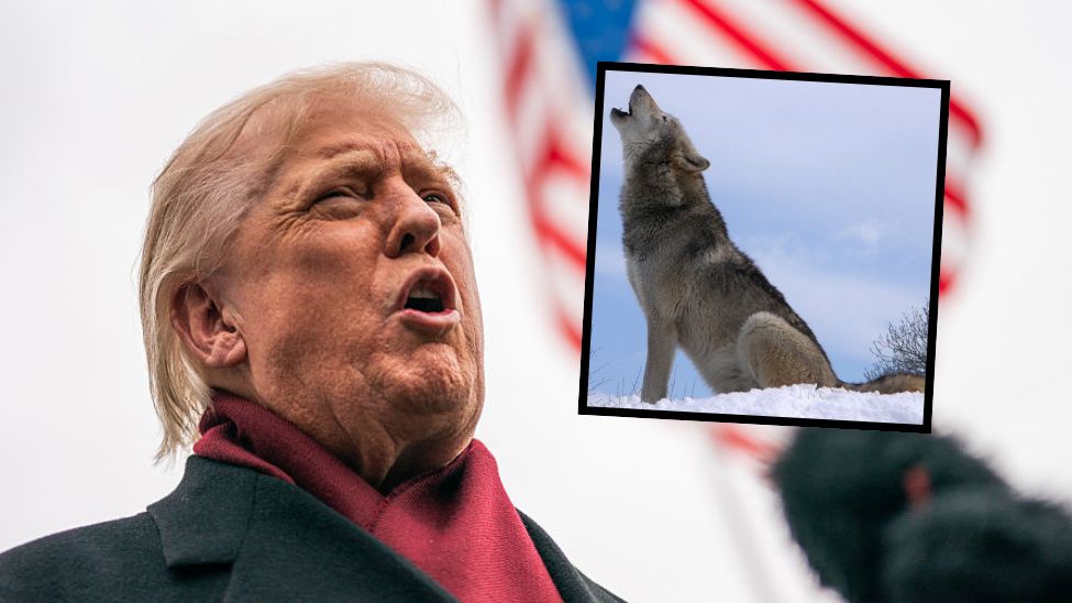Administracja Trumpa nie da środków na ochronę wilków