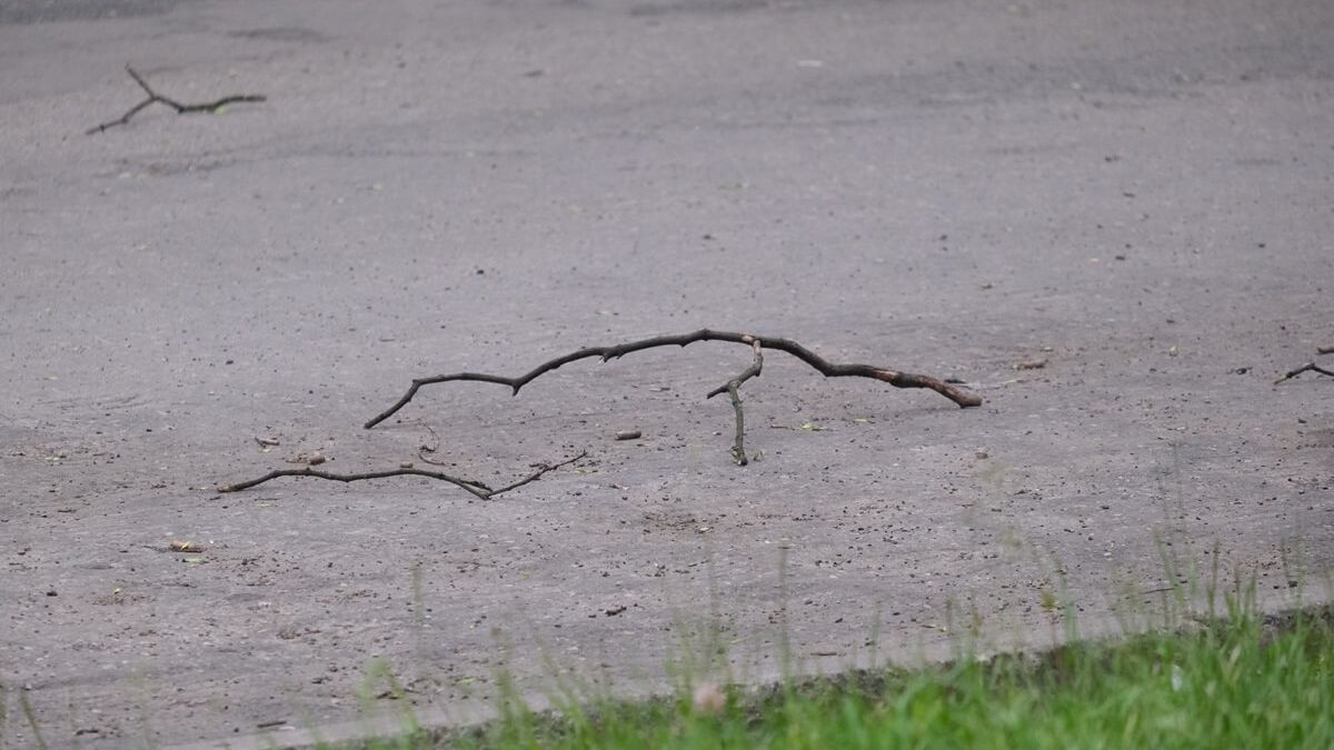 Gałąź leżąca na ulicy