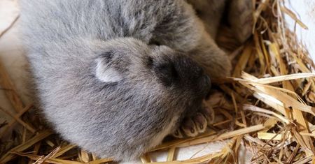 Wielkie szczęście w zoo w Chorzowie. Pierwsze, jakie urodziły się w Polsce