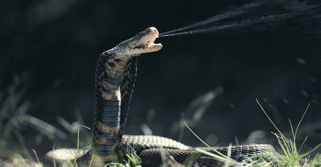 Dalsza ewolucja człowieka. Szokujące wnioski naukowców